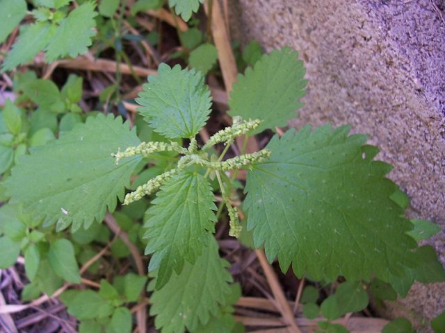 Urtica membranacea / Ortica membranosa